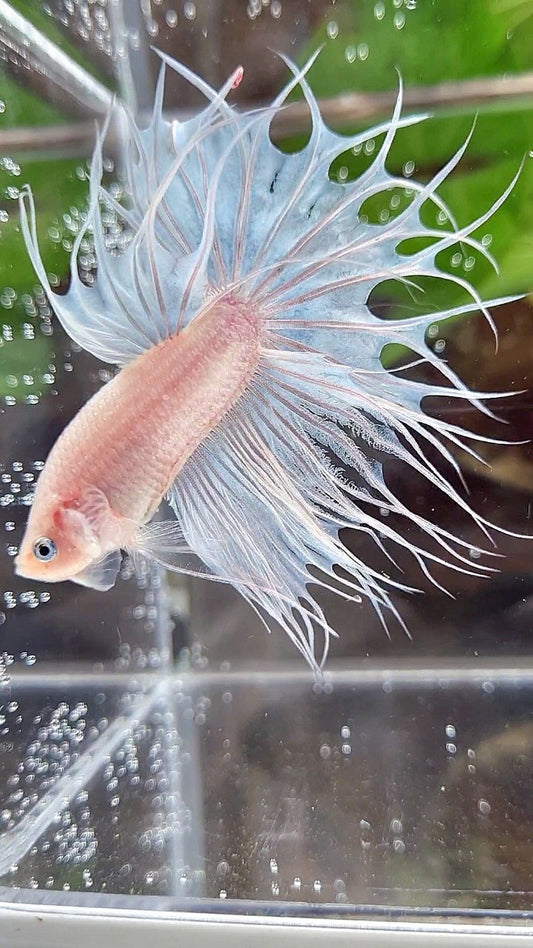 KING CROWNTAIL WHITE CELLOPHANE BETTA FISH