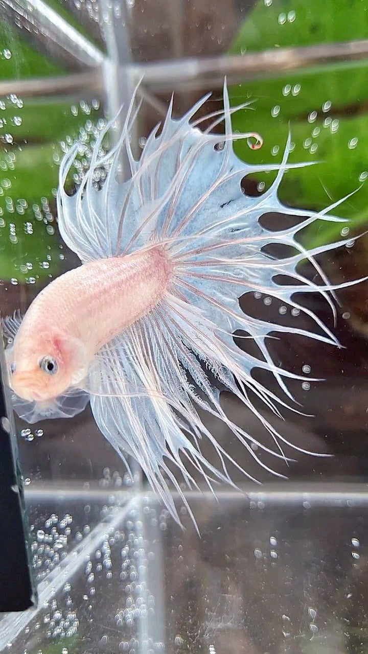 KING CROWNTAIL WHITE CELLOPHANE BETTA FISH