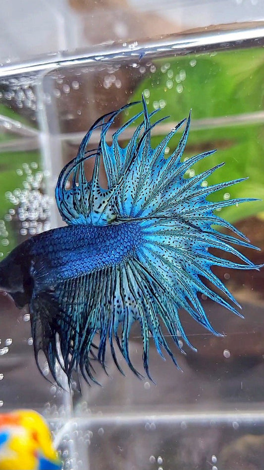 KING CROWNTAIL BLUE GREEN TURQUOISE BETTA FISH