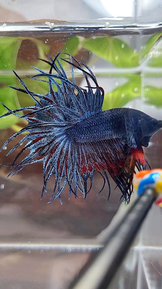 KING CROWNTAIL BLUE GRAY RED BETTA FISH