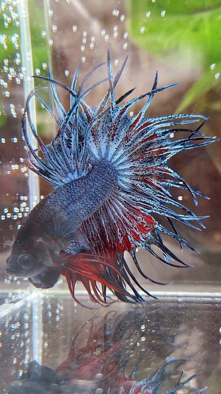 KING CROWNTAIL BLUE GRAY RED BETTA FISH