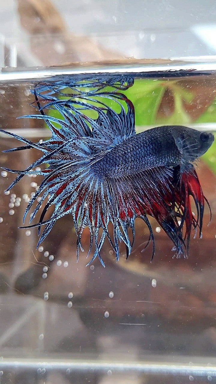 KING CROWNTAIL BLUE GRAY RED BETTA FISH