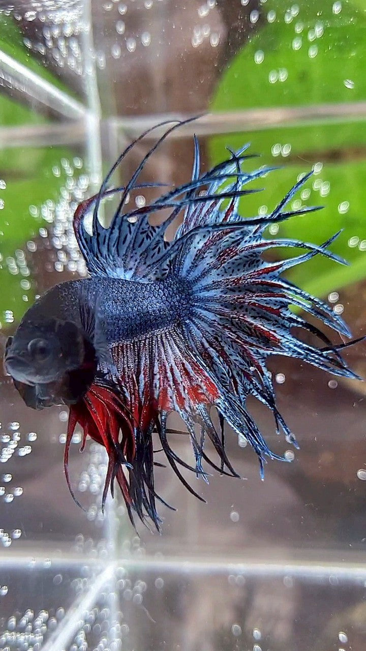 KING CROWNTAIL BLUE GRAY RED BETTA FISH