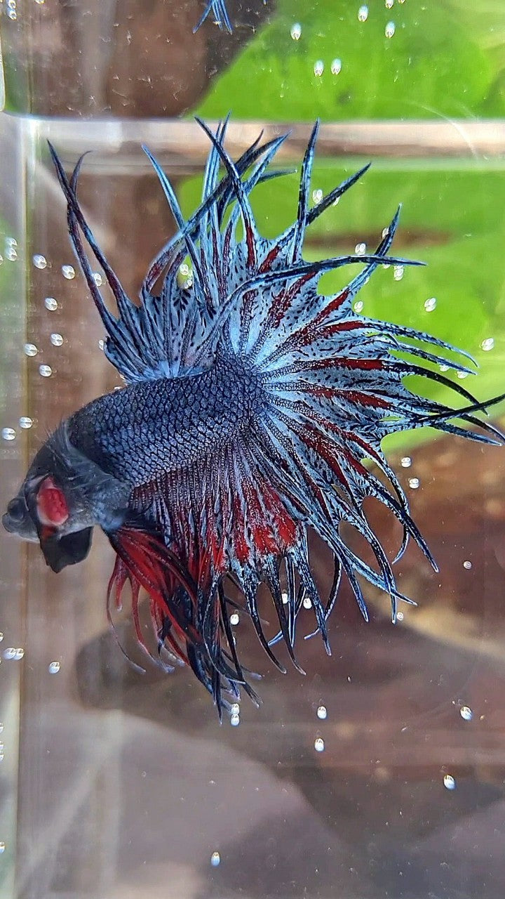 KING CROWNTAIL BLUE GRAY RED BETTA FISH