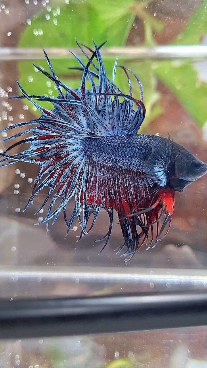 KING CROWNTAIL BLUE GRAY RED BETTA FISH