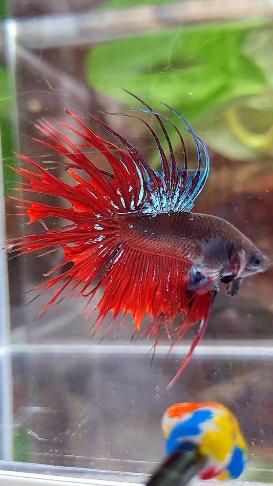 CROWNTAIL BLACK GALAXY AVATAR VAMPIRE BETTA FISH