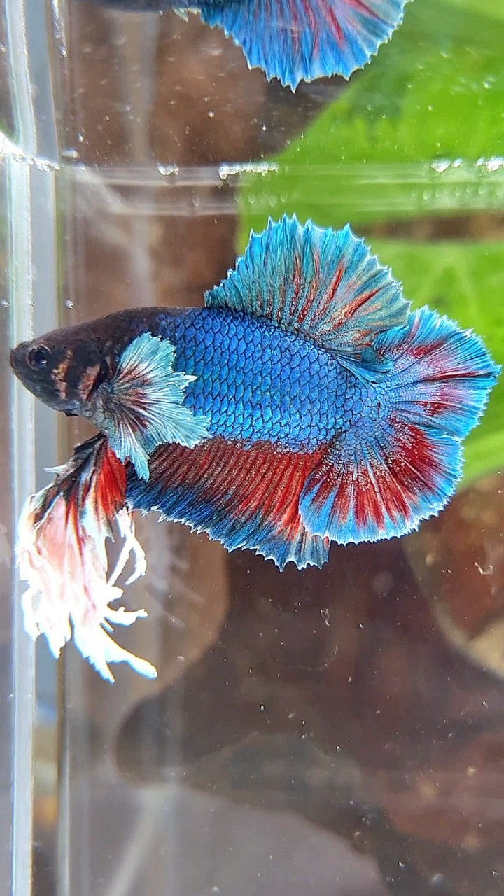 LUXURY SUPER KING PLAKAT DOUBLE TAIL DUMBO EAR BLUE GREEN TURQUOISE BETTA FISH