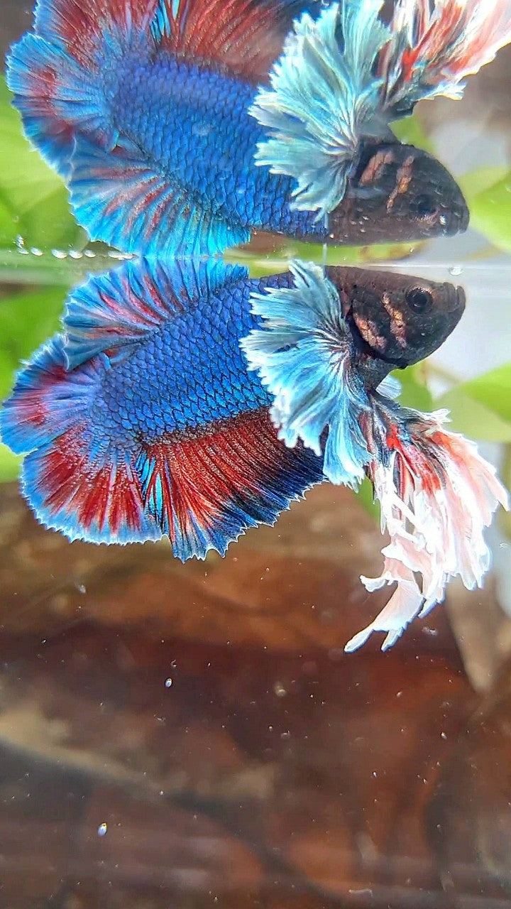 LUXURY SUPER KING PLAKAT DOUBLE TAIL DUMBO EAR BLUE GREEN TURQUOISE BETTA FISH