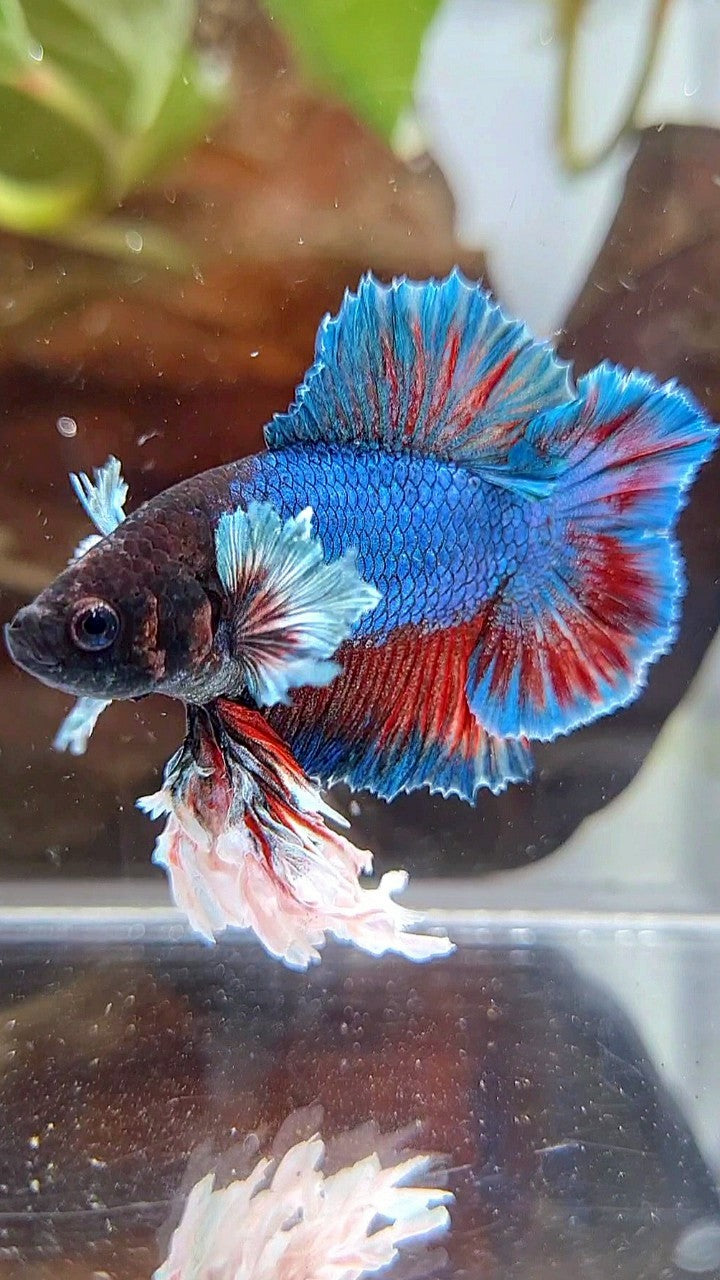 LUXURY SUPER KING PLAKAT DOUBLE TAIL DUMBO EAR BLUE GREEN TURQUOISE BETTA FISH
