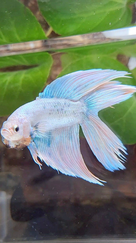 VEILTAIL DOUBLE TAIL BLUE SKY GRIZZLE BETTA FISH