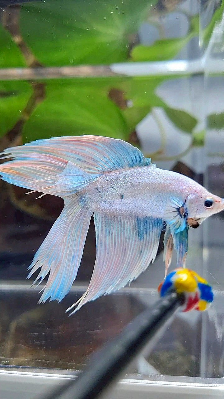 VEILTAIL DOUBLE TAIL BLUE SKY GRIZZLE BETTA FISH