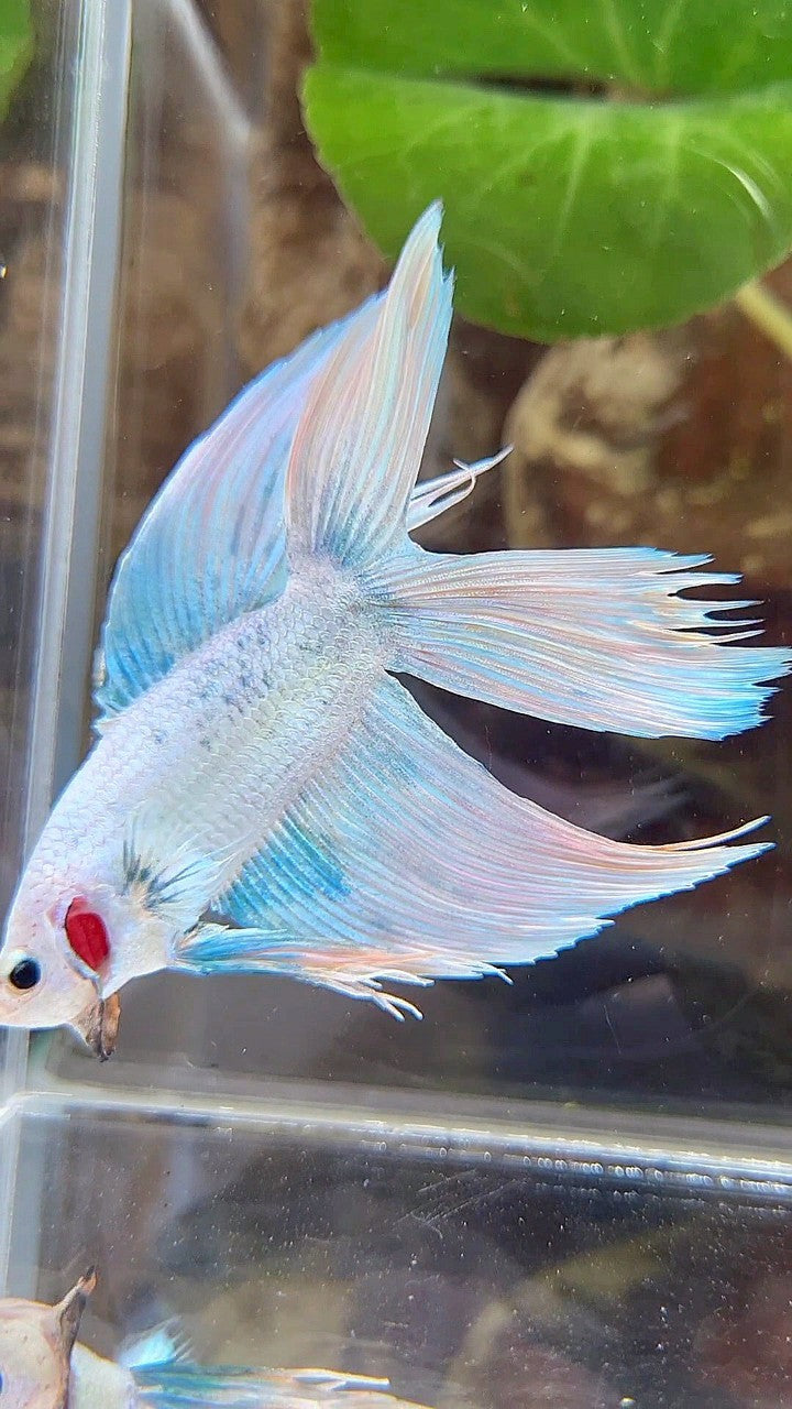 VEILTAIL DOUBLE TAIL BLUE SKY GRIZZLE BETTA FISH