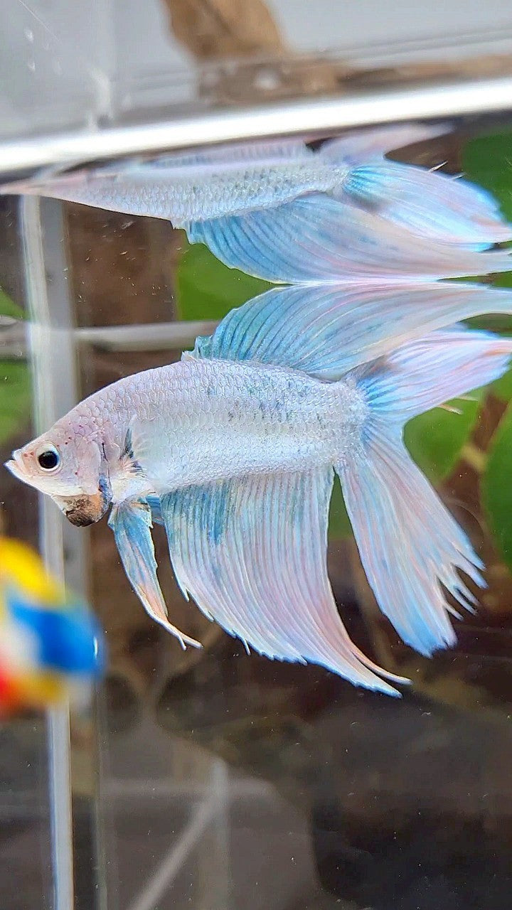VEILTAIL DOUBLE TAIL BLUE SKY GRIZZLE BETTA FISH