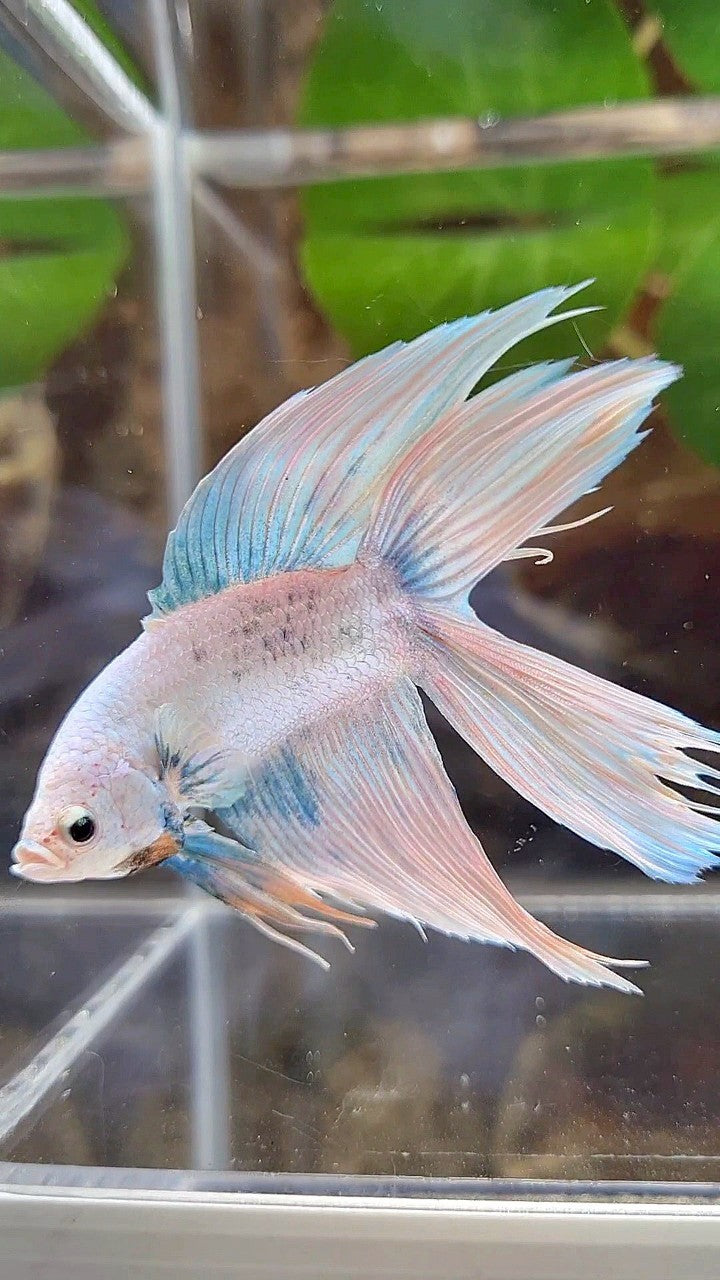 VEILTAIL DOUBLE TAIL BLUE SKY GRIZZLE BETTA FISH