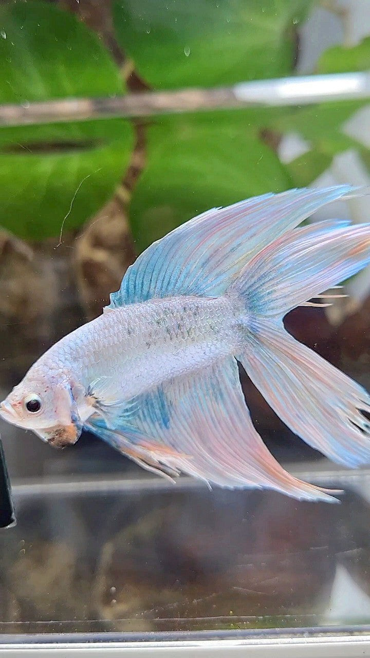 VEILTAIL DOUBLE TAIL BLUE SKY GRIZZLE BETTA FISH