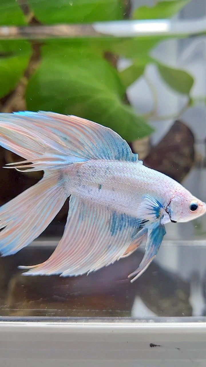 VEILTAIL DOUBLE TAIL BLUE SKY GRIZZLE BETTA FISH