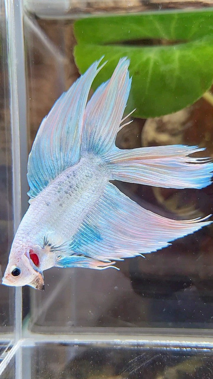 VEILTAIL DOUBLE TAIL BLUE SKY GRIZZLE BETTA FISH