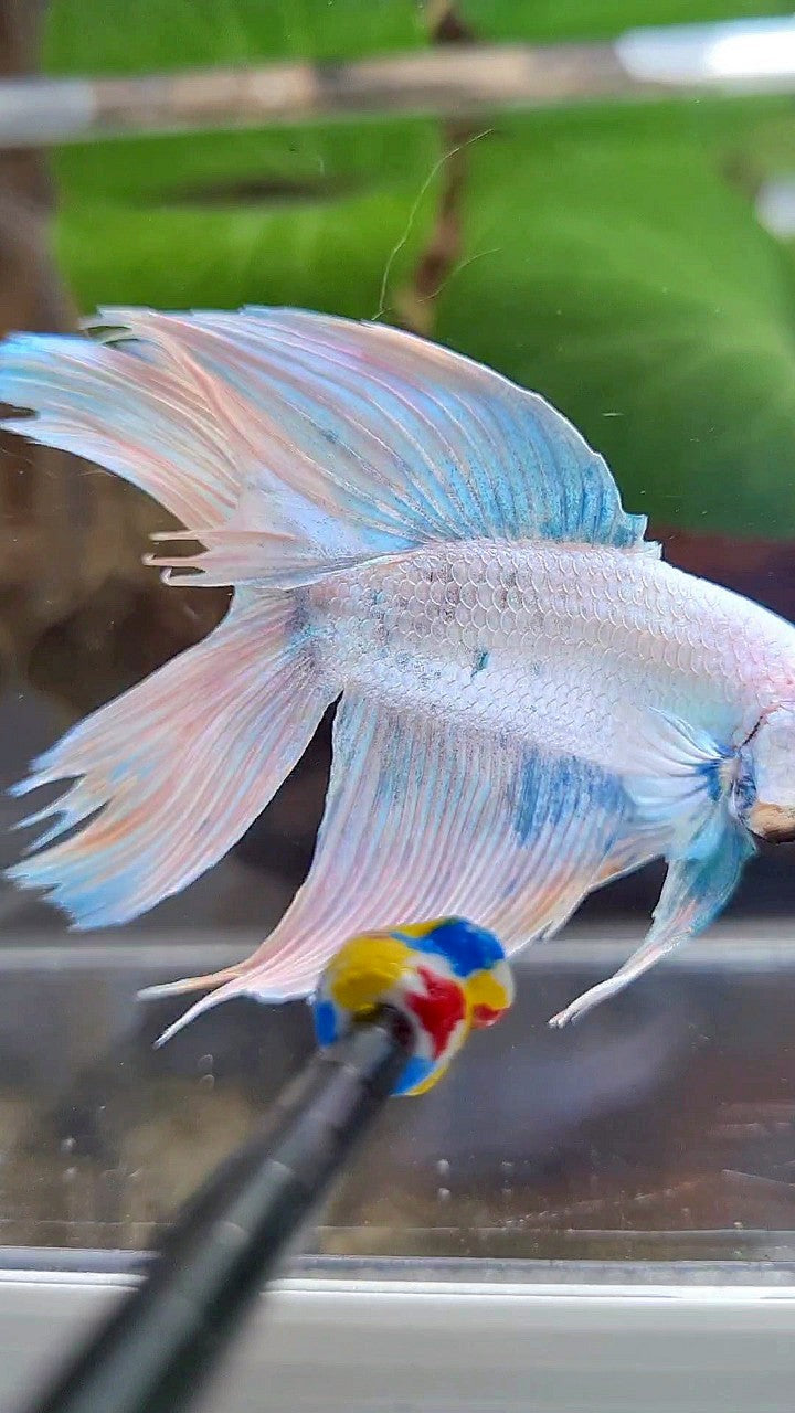 VEILTAIL DOUBLE TAIL BLUE SKY GRIZZLE BETTA FISH
