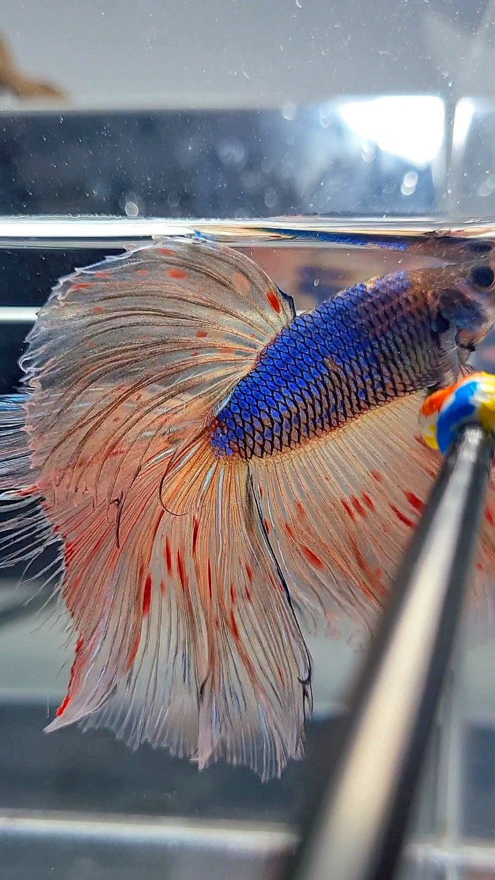 XL HALFMOON ROSETAIL BLUE FANCY VANDA BETTA FISH