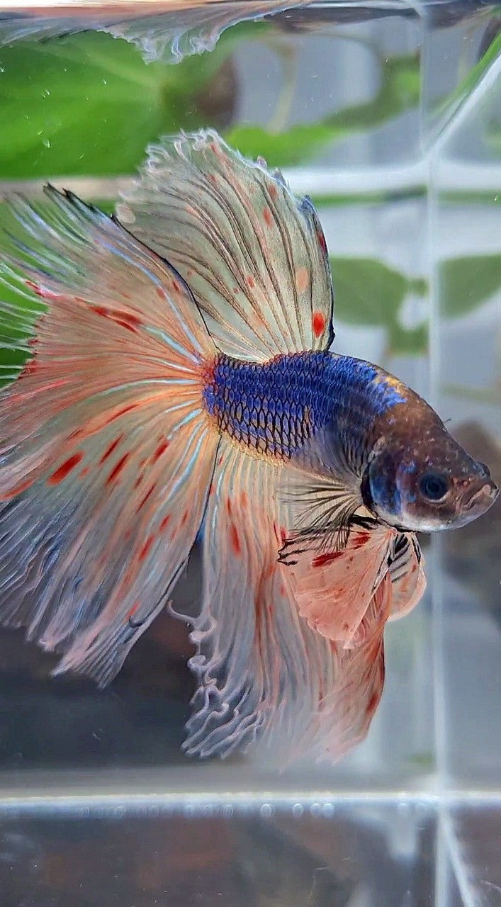 XL HALFMOON ROSETAIL BLUE FANCY VANDA BETTA FISH