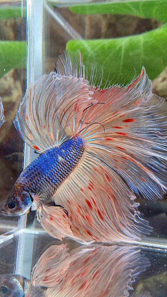 XL HALFMOON ROSETAIL BLUE FANCY VANDA BETTA FISH