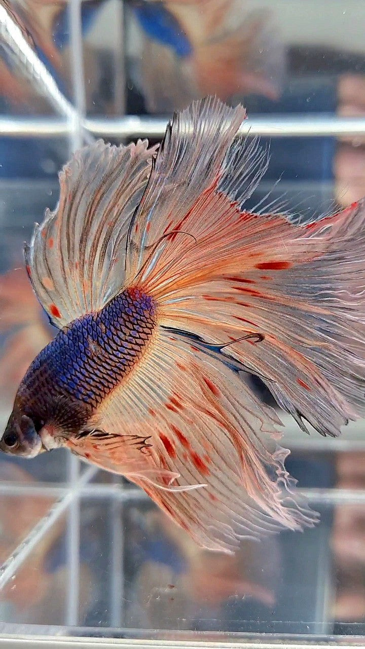 XL HALFMOON ROSETAIL BLUE FANCY VANDA BETTA FISH