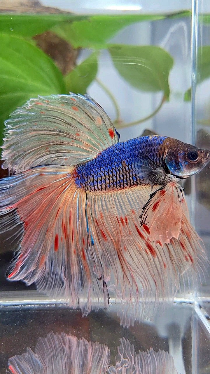 XL HALFMOON ROSETAIL BLUE FANCY VANDA BETTA FISH