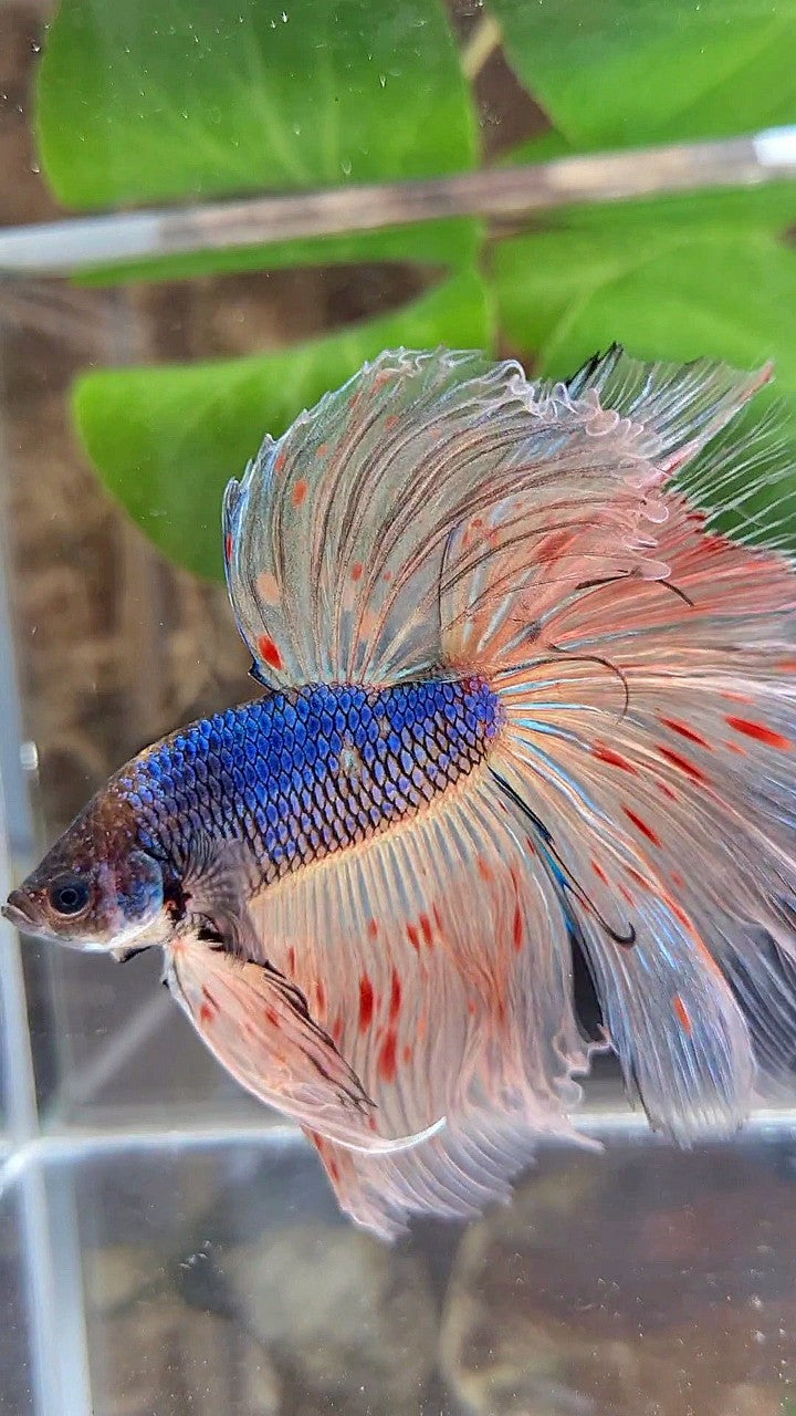 XL HALFMOON ROSETAIL BLUE FANCY VANDA BETTA FISH