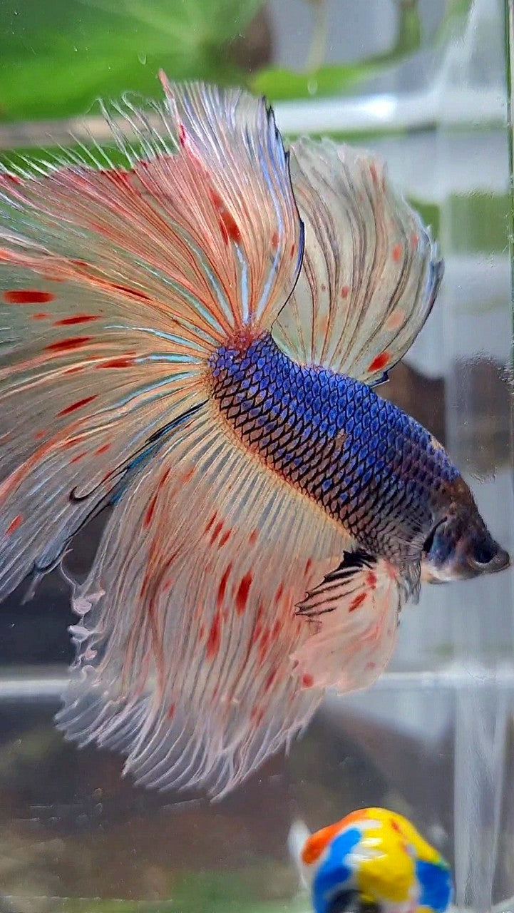 XL HALFMOON ROSETAIL BLUE FANCY VANDA BETTA FISH