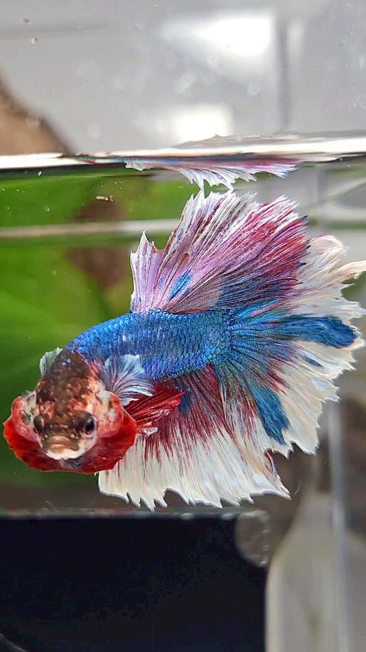 HALFMOON ROSETAIL BLUE WHITE FANCY PINK BETTA FISH