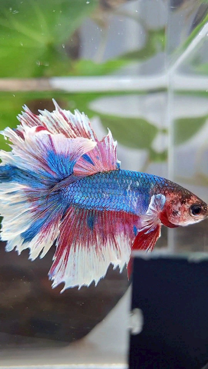 HALFMOON ROSETAIL BLUE WHITE FANCY PINK BETTA FISH