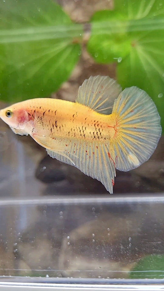 PLAKAT VANDA YELLOW BETTA FISH