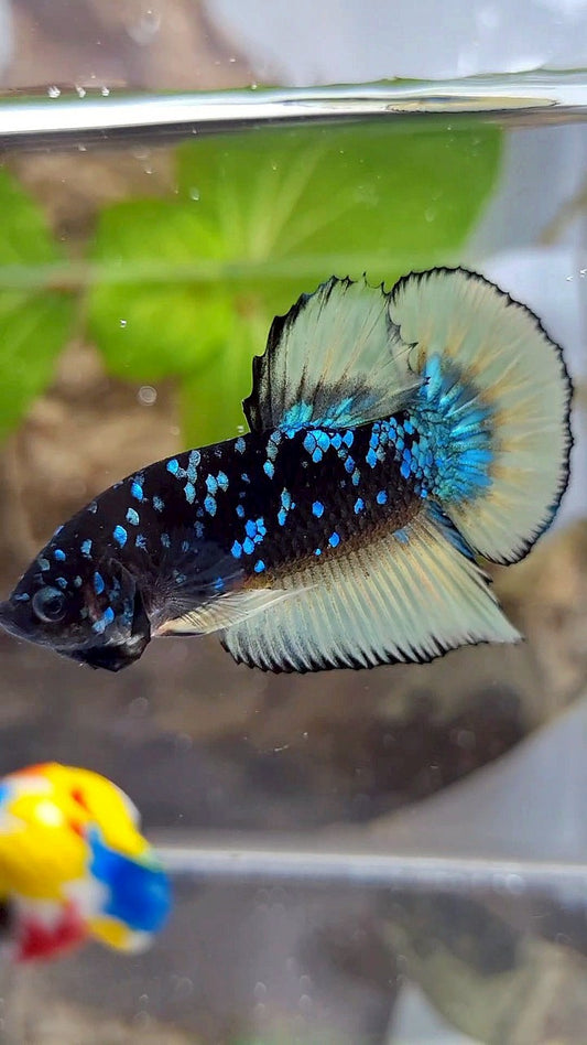 GIANT PLAKAT BO 4CM BLACK GALAXY BLUE AVATAR YELLOW BETTA FISH
