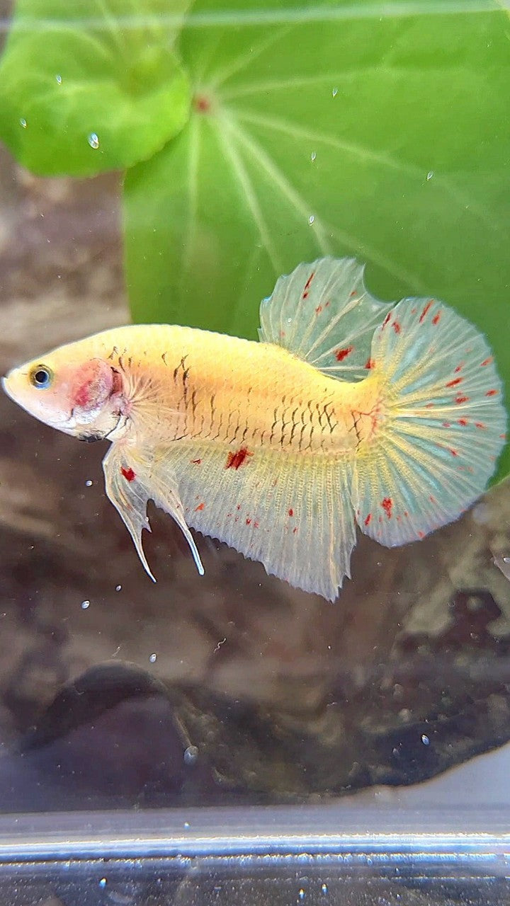 PLAKAT VANDA YELLOW BETTA FISH