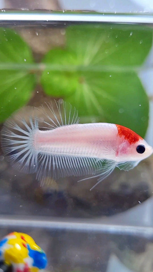 PLAKAT RED TANCHO KOI BETTA FISH