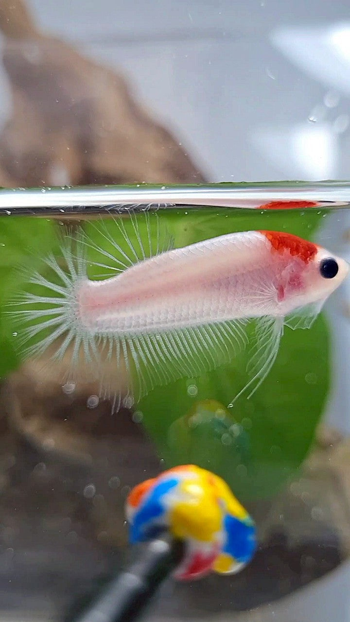 PLAKAT RED TANCHO KOI BETTA FISH