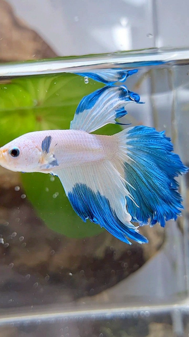 HALFMOON ROSETAIL BLUE RIM BETTA FISH