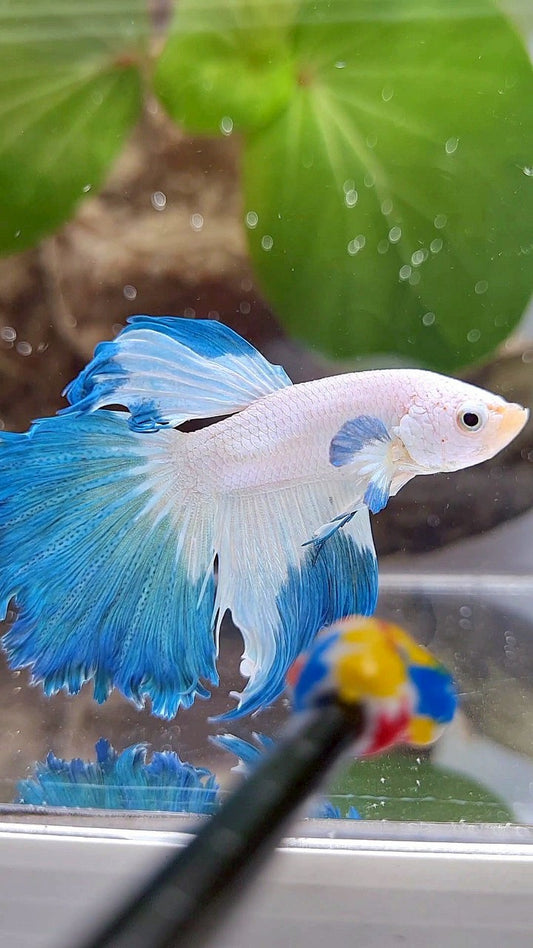 HALFMOON ROSETAIL BLUE RIM BETTA FISH