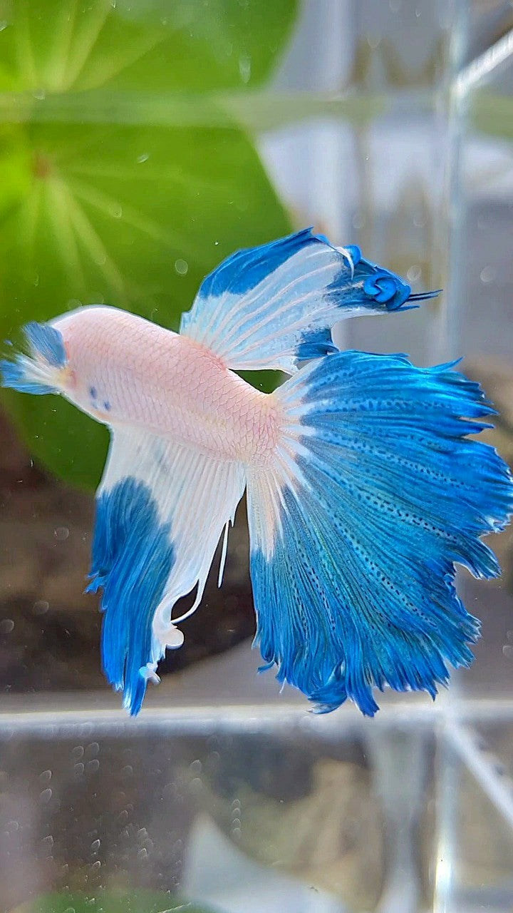 HALFMOON ROSETAIL BLUE RIM BETTA FISH