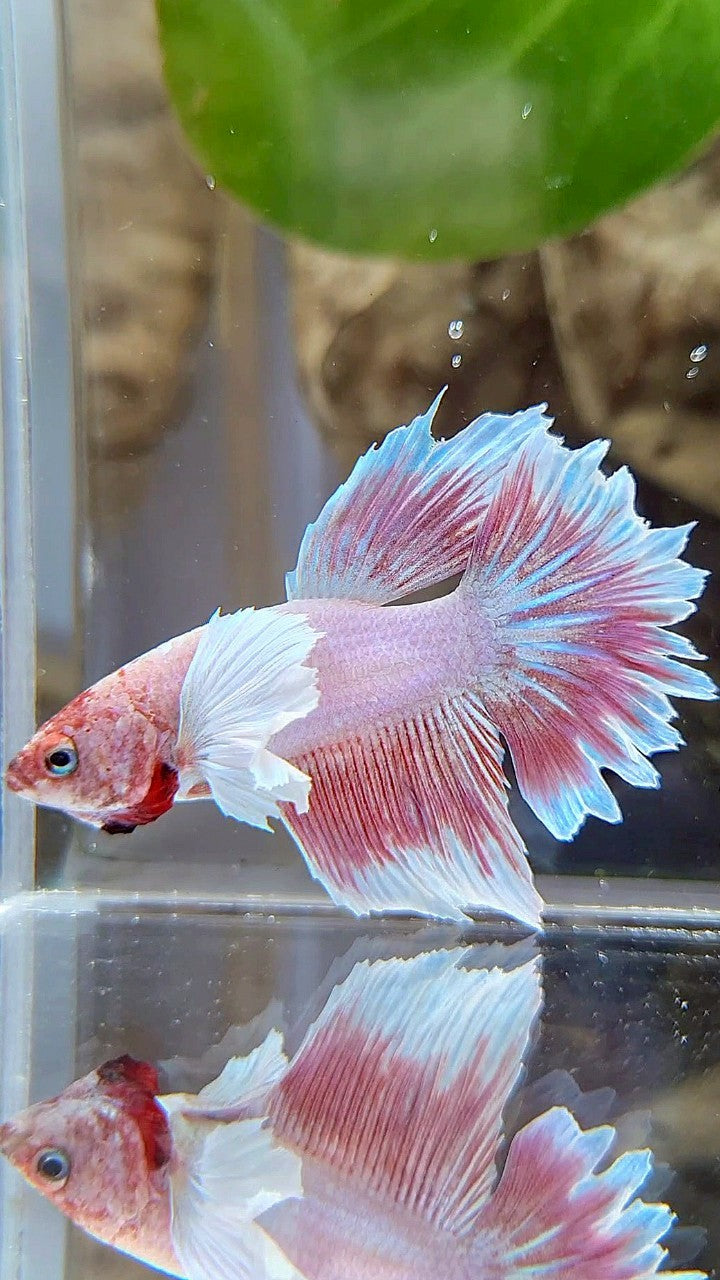 HALFMOON DUMBO EAR LAVENDER BETTA FISH