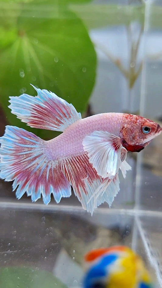 HALFMOON DUMBO EAR LAVENDER BETTA FISH