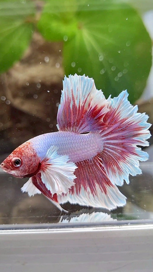 HALFMOON DUMBO EAR ROSETAIL PURPLE BUTTERFLY BETTA FISH