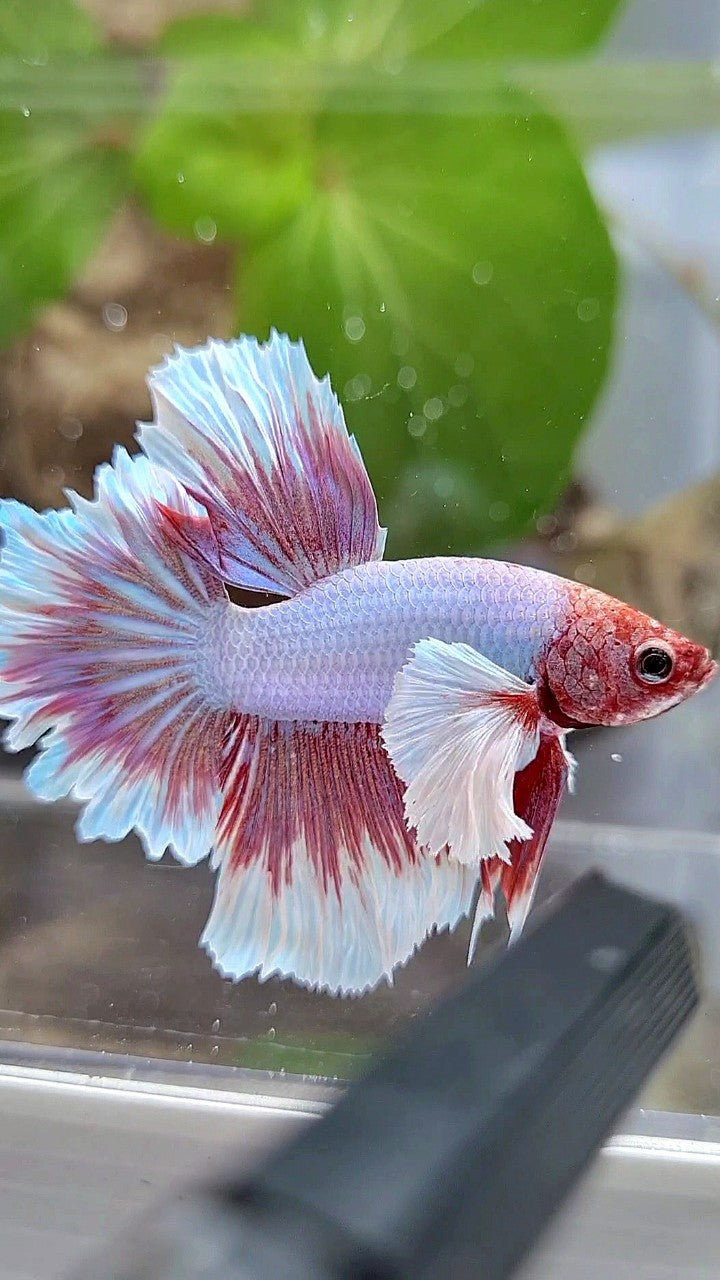 HALFMOON DUMBO EAR ROSETAIL PURPLE BUTTERFLY BETTA FISH
