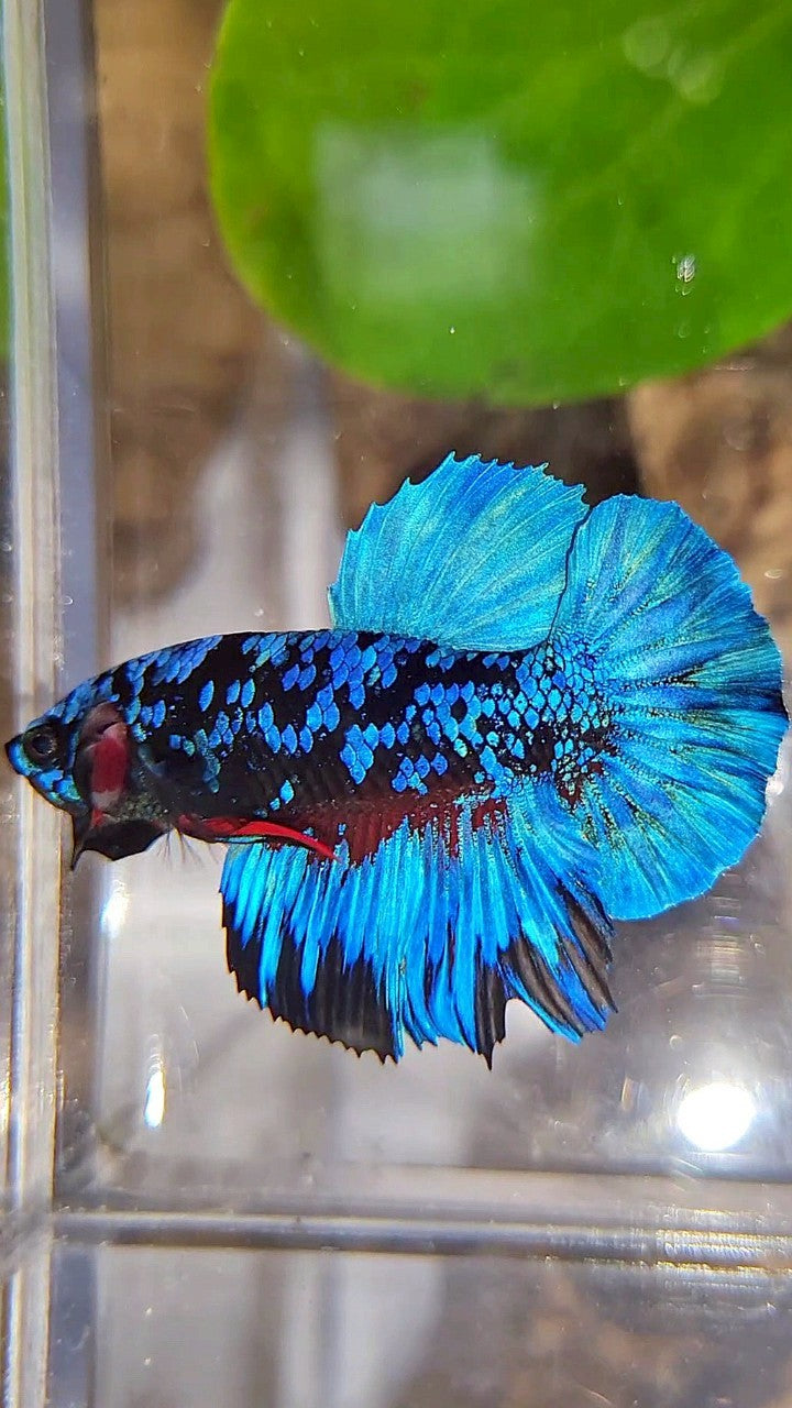 PLAKAT BLACK GALAXY BLUE AVATAR BETTA FISH
