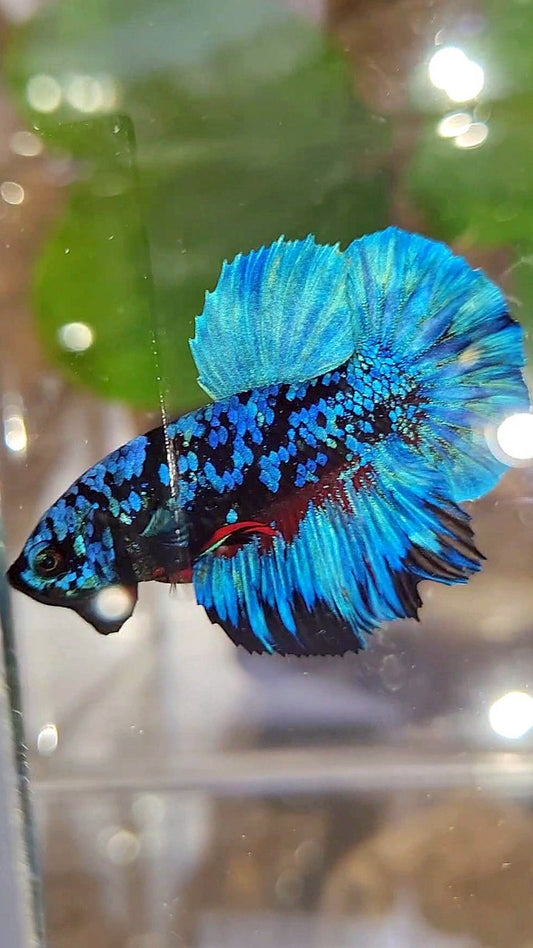 PLAKAT BLACK GALAXY BLUE AVATAR BETTA FISH
