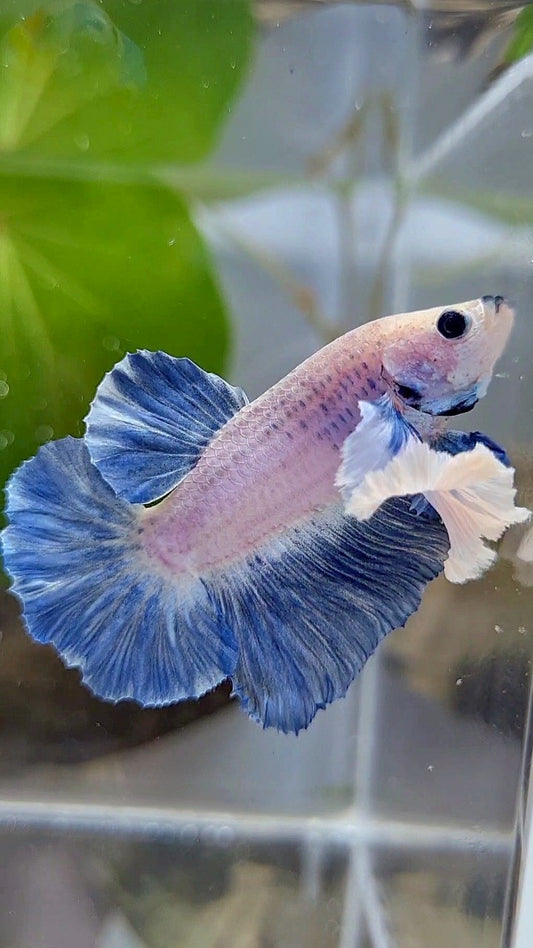 PLAKAT SUPER DUMBO EAR BLUE GRIZZLE BETTA FISH