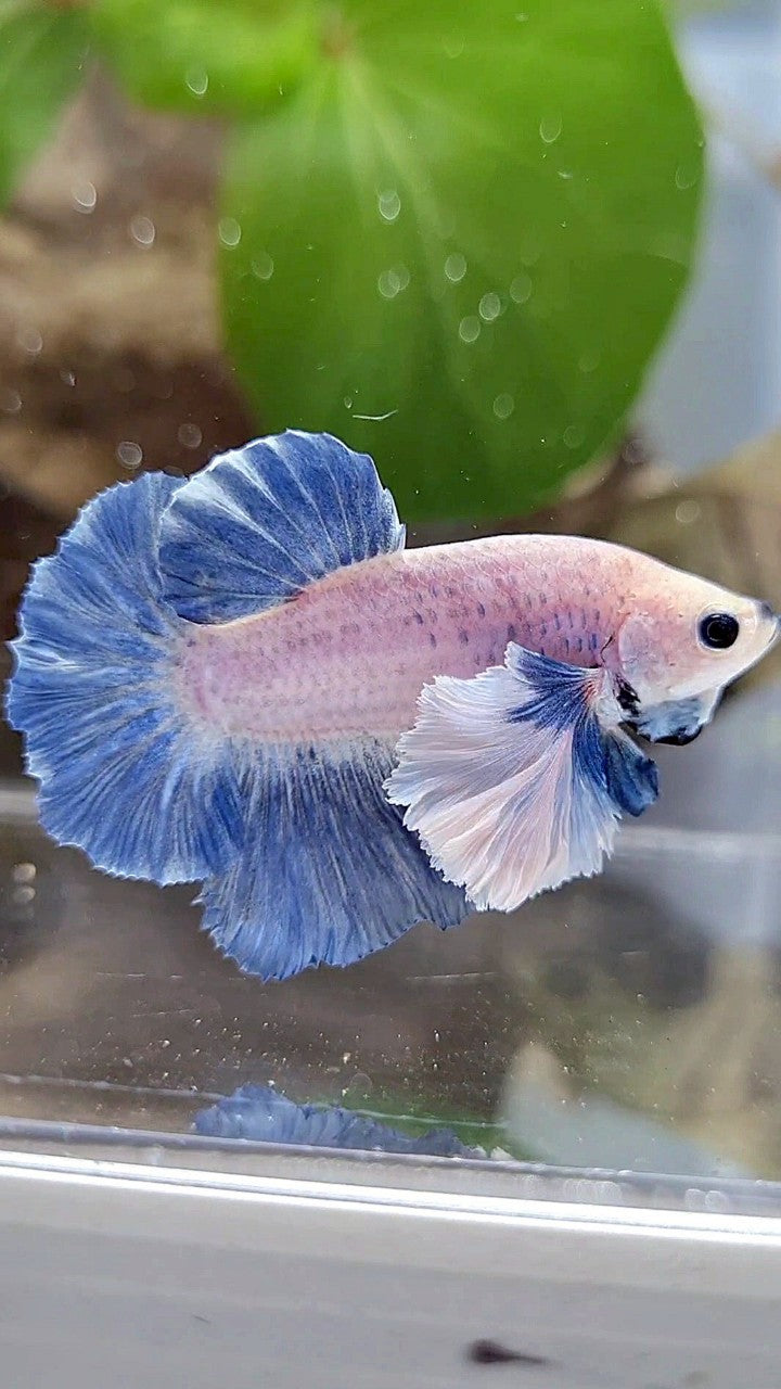 PLAKAT SUPER DUMBO EAR BLUE GRIZZLE BETTA FISH