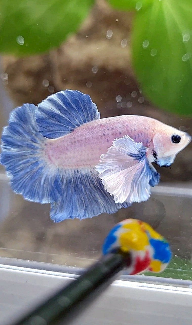 PLAKAT SUPER DUMBO EAR BLUE GRIZZLE BETTA FISH