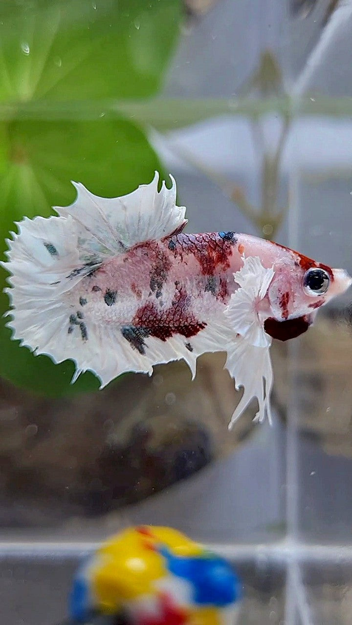 CROWNTAIL PLAKAT DUMBO EAR WHITE RED KOI FANCY BETTA FISH