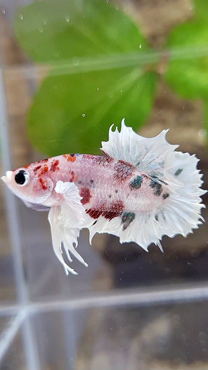 CROWNTAIL PLAKAT DUMBO EAR WHITE RED KOI FANCY BETTA FISH